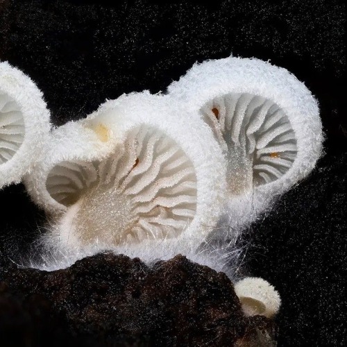 DAZEDSPOON056 w/ Sündenböck & Maddizin @Funkentanz Festival 2025