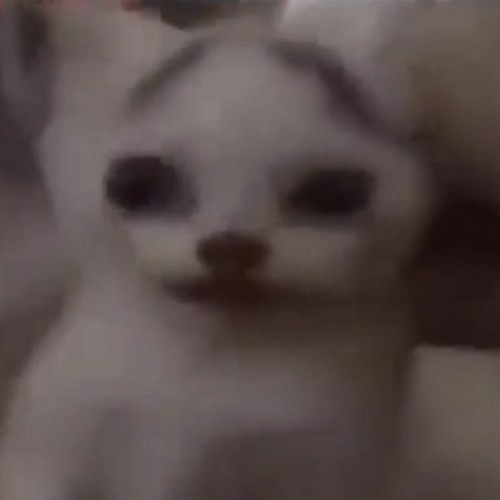 Nefarious Cat