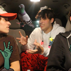 STURNIOLO TRIPLETS BIRDS WILL TAKE OVER FULL VIDEO