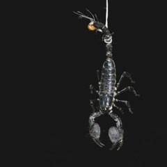 lunallenaenescorpio