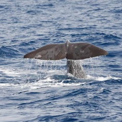 דל - ממעמקים