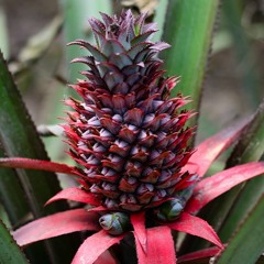 Ananas