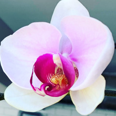 Goodbye My Old Friend (Bad Party)