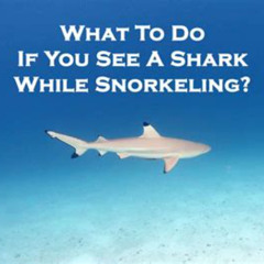 Best What To Do If You See A Shark While Snorkeling Prices Reviews