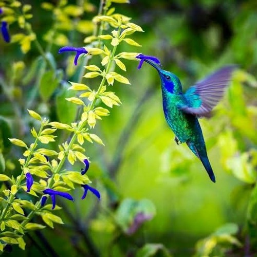 05 - O Beija-flor ensina