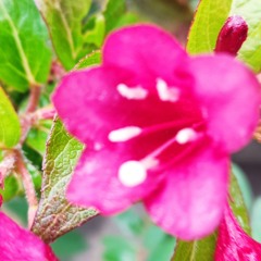 D African Sudan/ Uganda.ask for help for starving children.