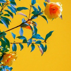 English n Arabic Mashup