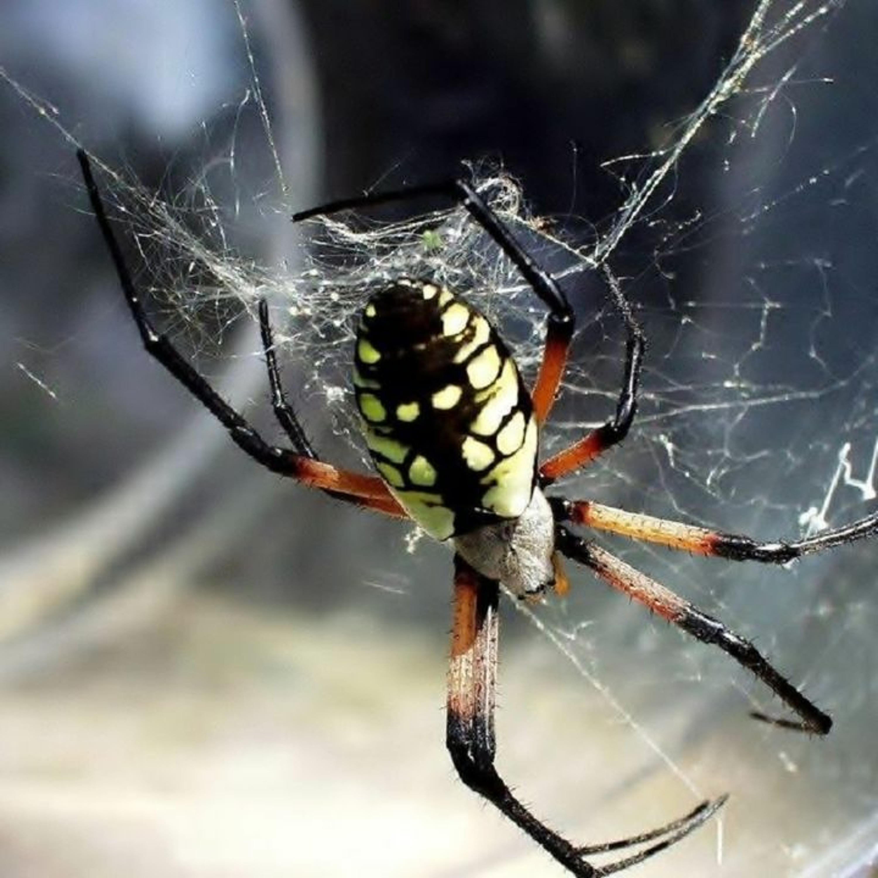 DJ ARAÑA