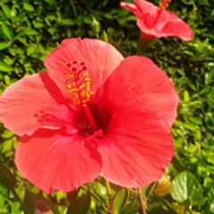 Poivre Noir Piment Rouge DIM 23 MAR 2025