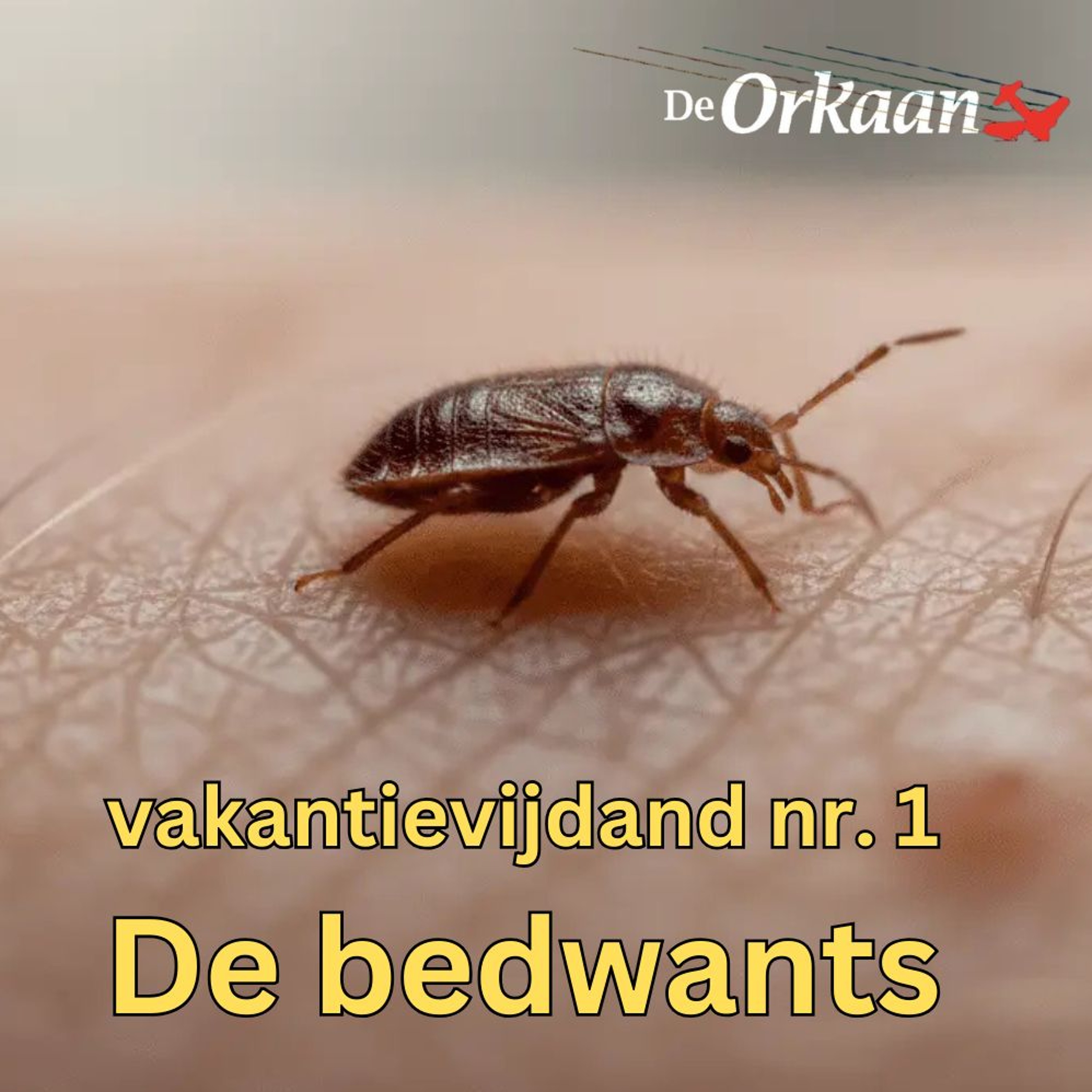 Bedwants: de schrik van vakantiegangers