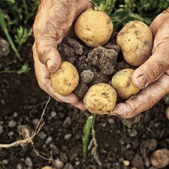 Deel 1: in gesprek met twee akkerbouwers, zowel biologische als gangbare teelt