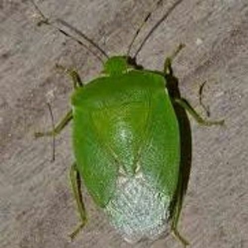 notlieu - i <3 worms