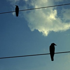 kleiner Vogel flieg