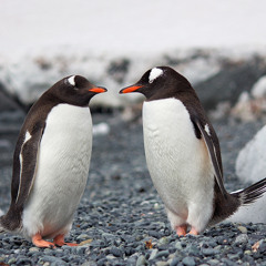 The Penguin Show (Episode 028) - Guest Mix DOMEK