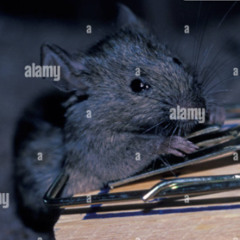 MOUSE TRAP