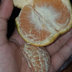 il mandarino