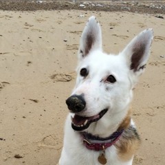 Anna (Go To Him)— The Beatles