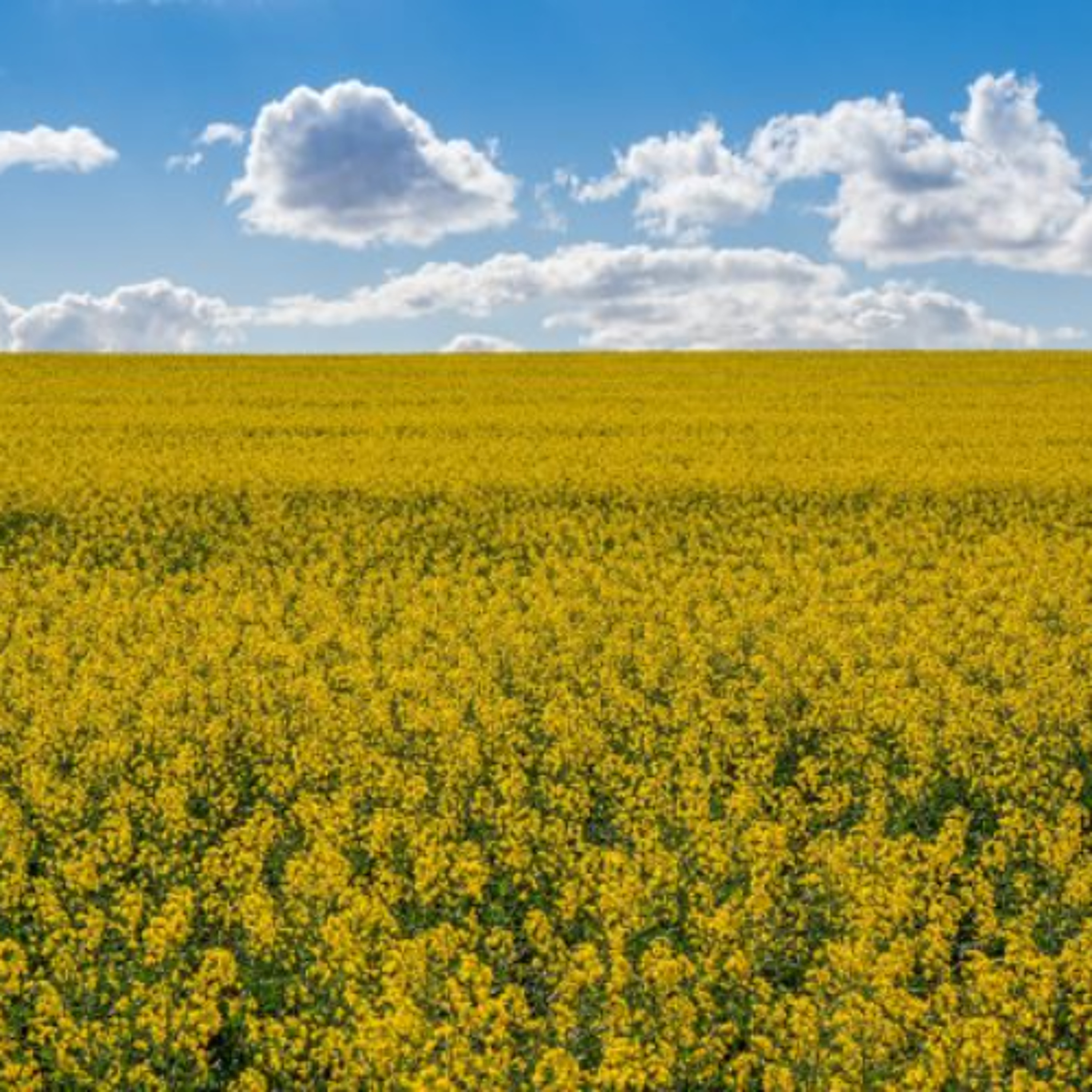 Prairie Canola Grower Groups Invest $4 Million in Research for 2026 episode artwork