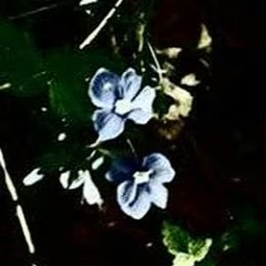 roycord tourney beats (ep)