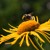 Artwork for bumblebee