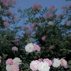 VERONICA (PROD PHANTOM)