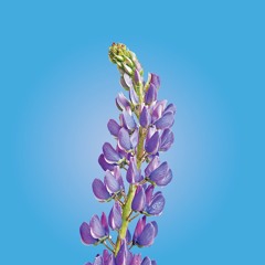 Lotuswei Morning Meditation