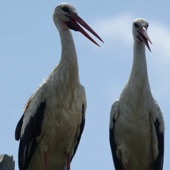 Vogel - Justus Hecker (Demo)