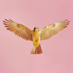 Sperber - 2025 Remake