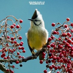 Sound Quelle - MixedBirds 016
