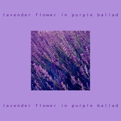 Q-Bale - lavender flower in purple ballad