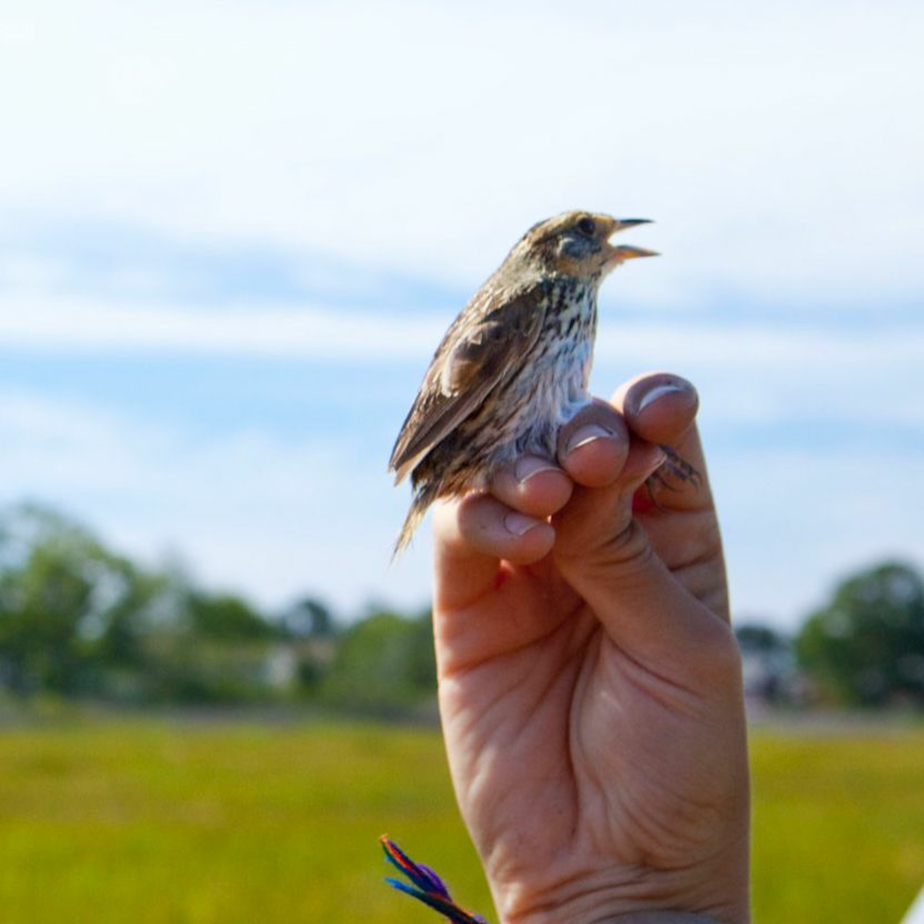 Why might Maine lose two species of songbirds? episode artwork