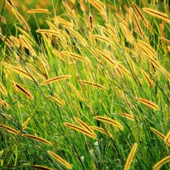 The Rustling of Grass by Avril Coleridge-Taylor