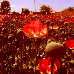 Marcy Playground - Opium (cover)