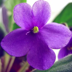 Bahçalarda mor meni