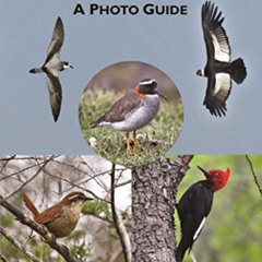 Access KINDLE 💖 Birds of Chile: A Photo Guide by  Steve N. G. Howell &  Fabrice Schm