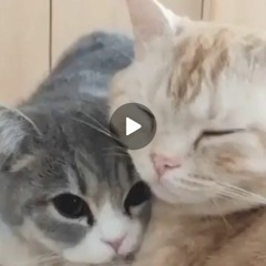 шумные и угрожающие выходки – ветка