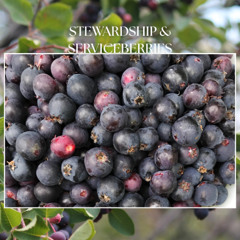 Sermon Nov 16 2025 Rev. Erin Klassen  Stewardship & Serviceberries