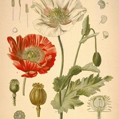 Papaver somniferum - Live 03-07-2023