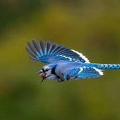 Blue Jay