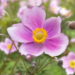 SRI VANDANA - by Janardana Das