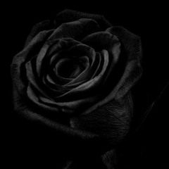 Black Roses