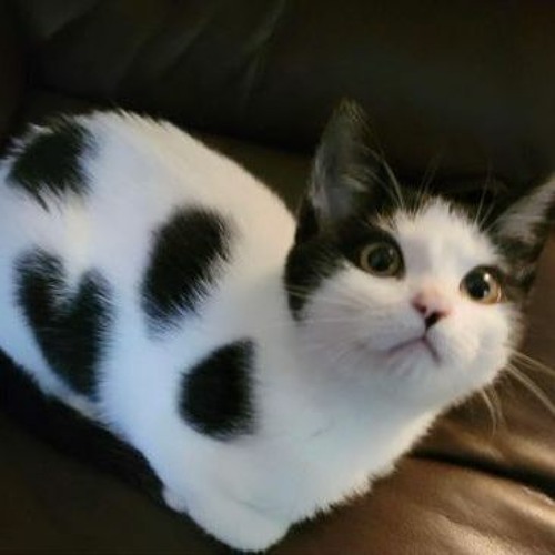 Từng Quen - RPT MCK cover