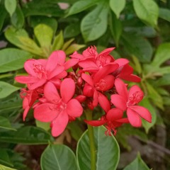 Song: Always With Me (Spirited Away)