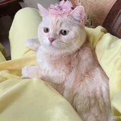 Tại Trong Núi Này - Mao Bất Dịch  在此山中  -  毛不易
