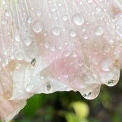 Big wet drops - laurel