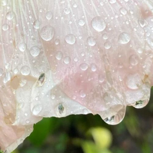 Big wet drops - laurel