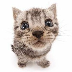 meow