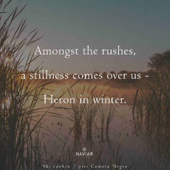 Heron in winter (naviarhaiku576)
