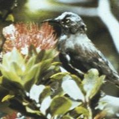 Kauaʻi ʻōʻō Sings Into The Void