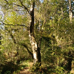 Song of Wandering Aengus